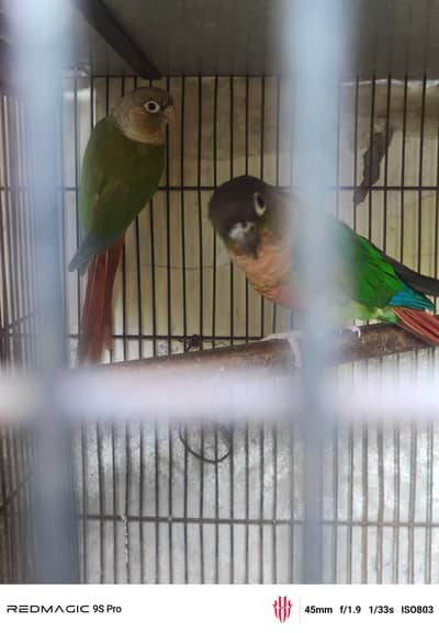 pineapple conure red factor