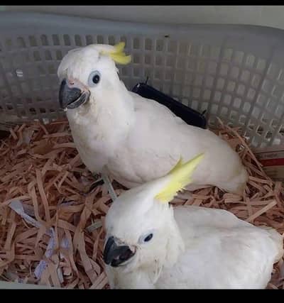 cockatoo pair available very friendly training age haripur location