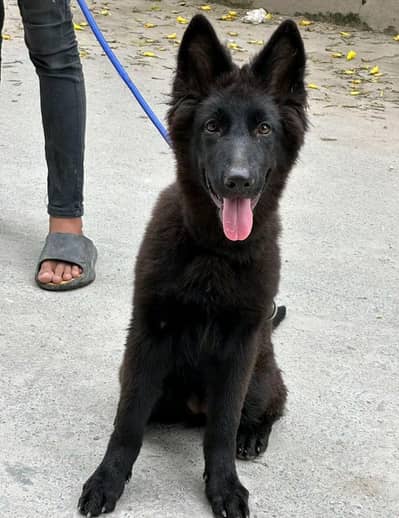 German Shepherd Puppy 03272663269 Whatsapp