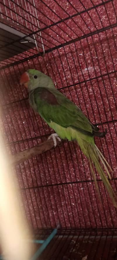 female parrot  mini hand tame