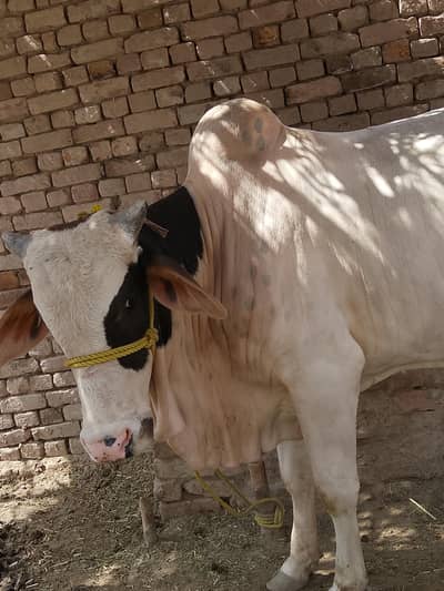 Bachra white color healthy