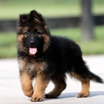 German Shepherd Puppy 03272663269 Whatsapp
