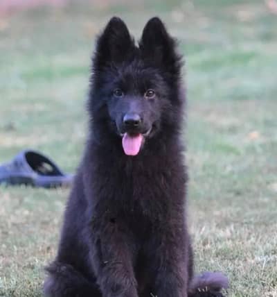 German Shepherd Puppy 03272663269 Whatsapp