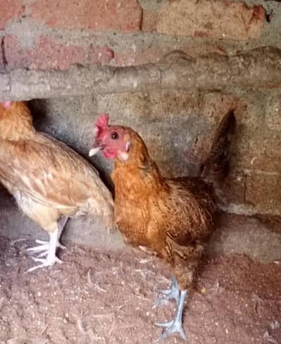 egg laying hens Mix. . Aseel and Desi hens