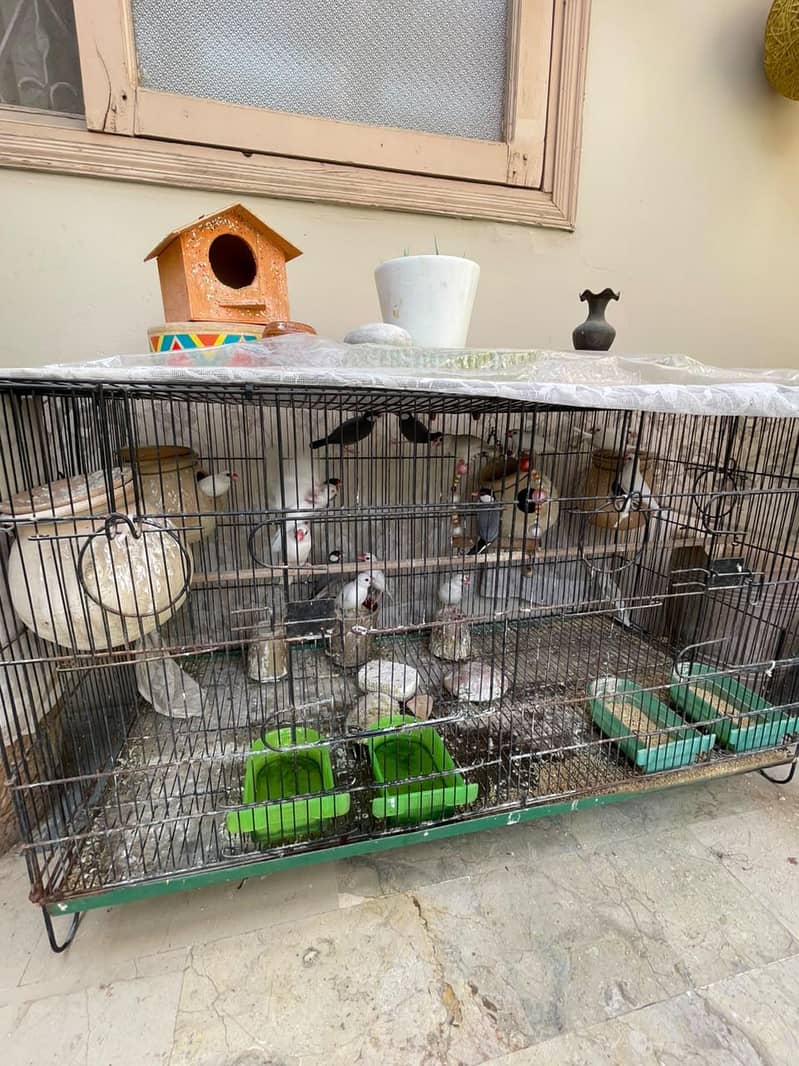 Java Birds 0