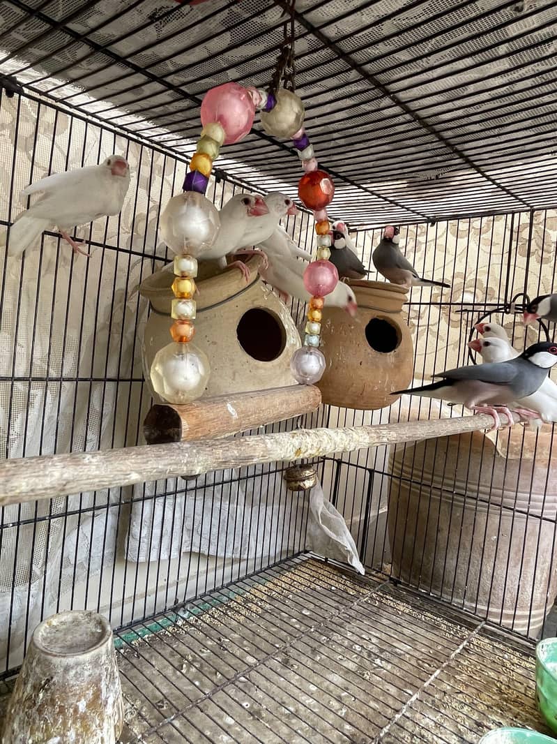 Java Birds 1