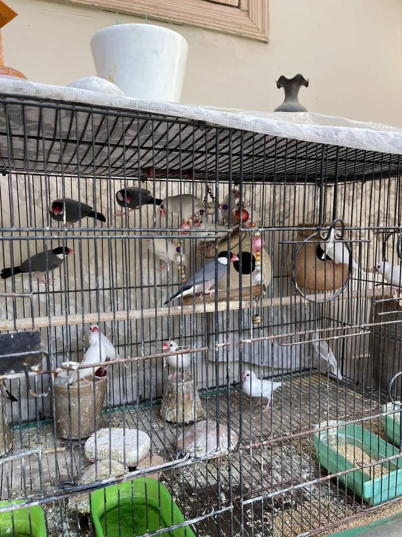 Java Birds 2