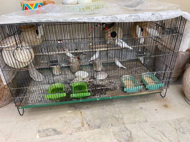 Java Birds 3