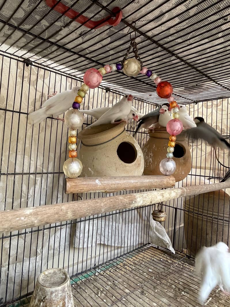 Java Birds 4