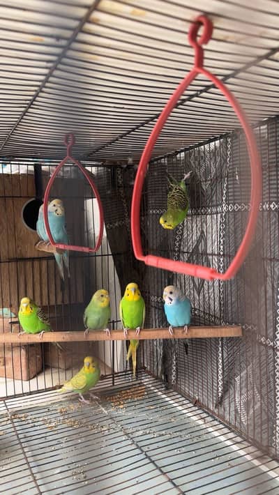 Australian parrots/budgies