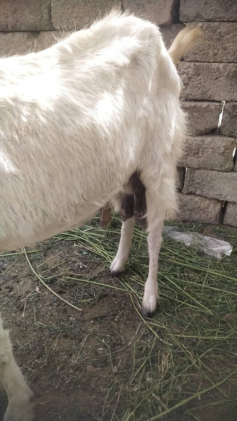 بکری اور اس کا فیملی بچہ بچہ ڈھائی ماہ کا ہے گھاس  دانے پہ لگا ہوا ہے 1
