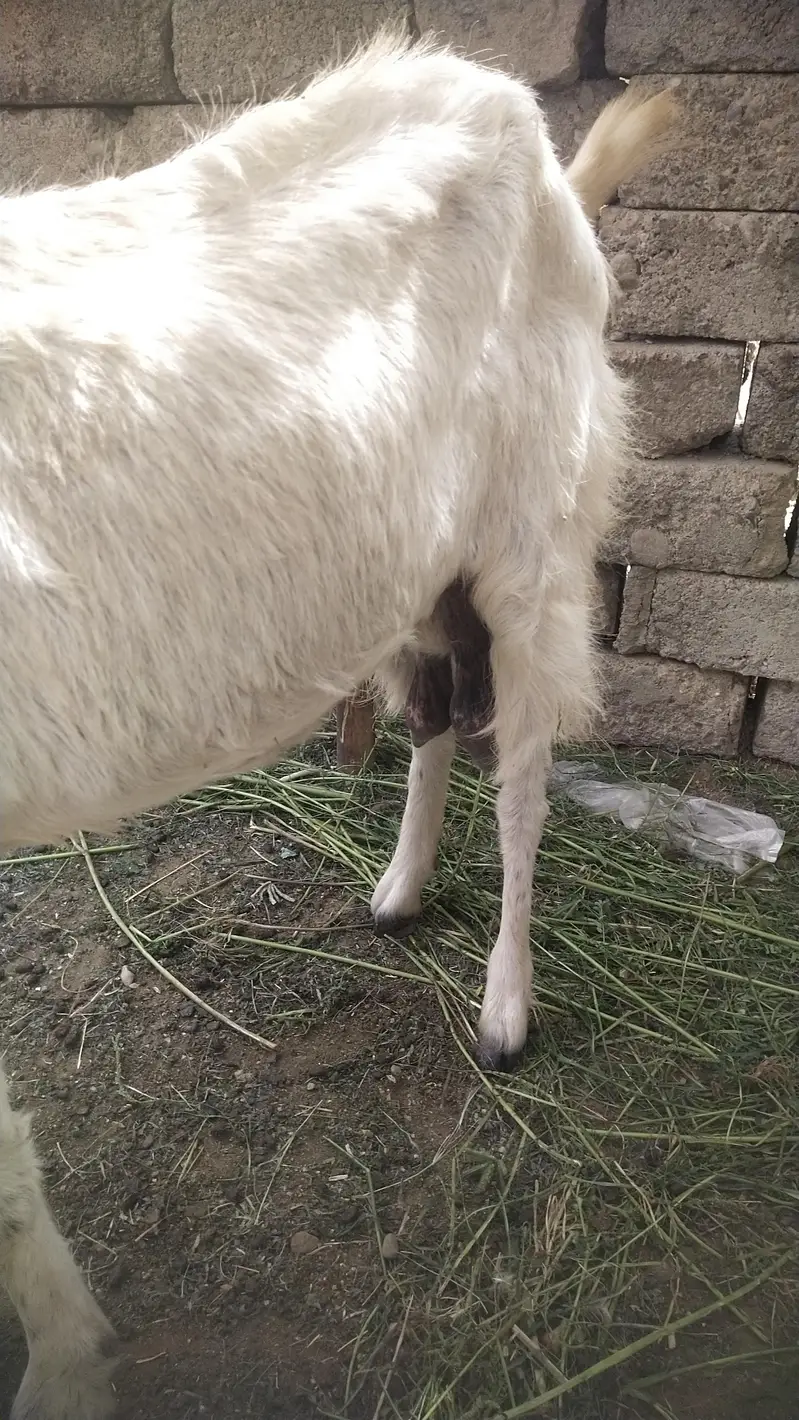 بکری اور اس کا فیملی بچہ بچہ ڈھائی ماہ کا ہے گھاس  دانے پہ لگا ہوا ہے — photo 2