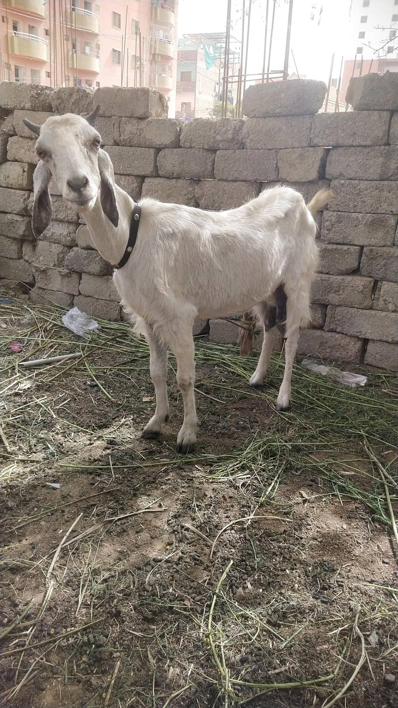 بکری اور اس کا فیملی بچہ بچہ ڈھائی ماہ کا ہے گھاس  دانے پہ لگا ہوا ہے 3