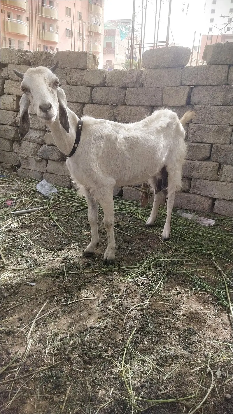 بکری اور اس کا فیملی بچہ بچہ ڈھائی ماہ کا ہے گھاس  دانے پہ لگا ہوا ہے — photo 4
