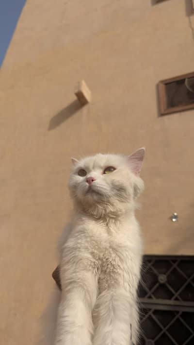 Beautiful White Triple Coat Cat For Sale 1 Year Old Cute & Healthy