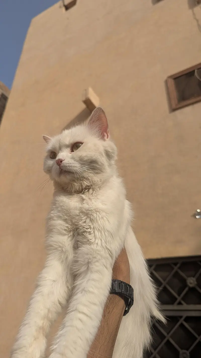 Beautiful White Triple Coat Cat For Sale 1 Year Old Cute & Healthy — photo 2