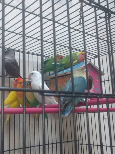 Lovebirds Breeding Pair Per piece