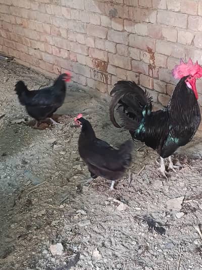 Pure Australop F1 breed