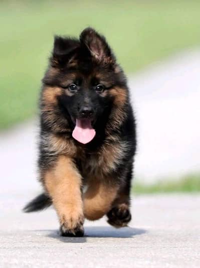 German Shepherd Puppy 03272663269 Whatsapp