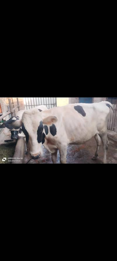 Pure Freezian Bull