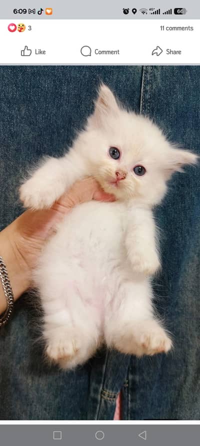 I want to sale persion kittens 03107000550