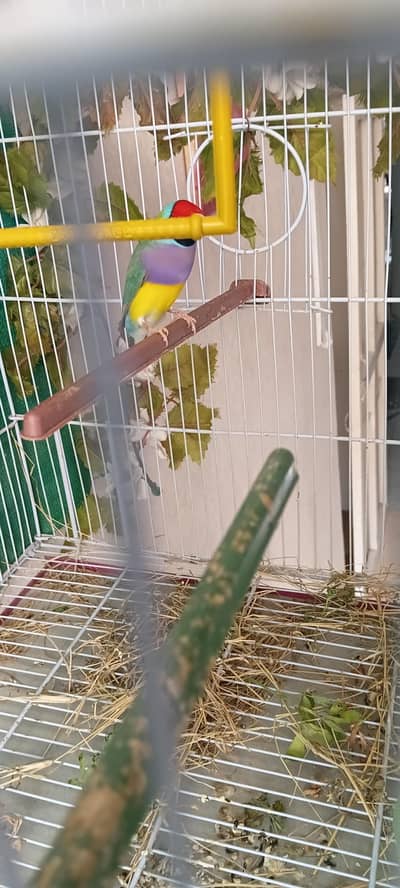 lady gouldian male healthy and active.