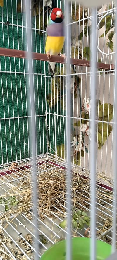 lady gouldian male healthy and active.