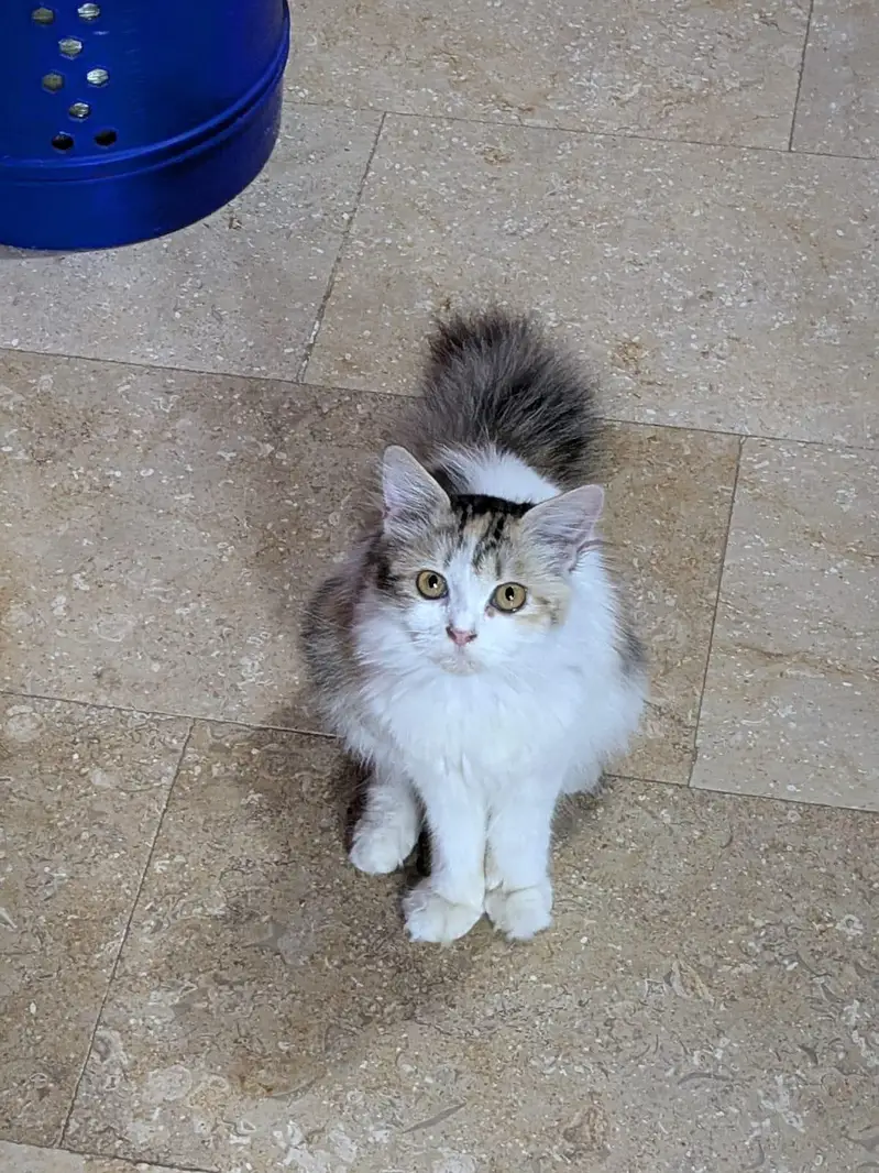 calyco,smoke/grey,brownie — photo 2