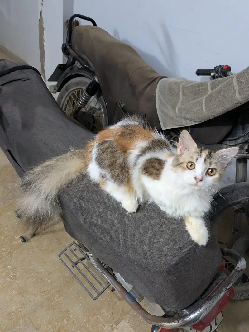 calyco,smoke/grey,brownie — photo 3