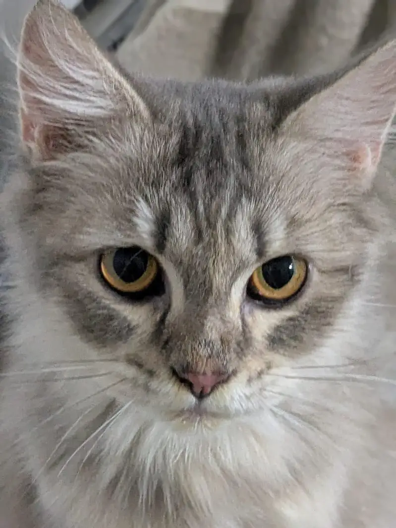 calyco,smoke/grey,brownie — photo 4