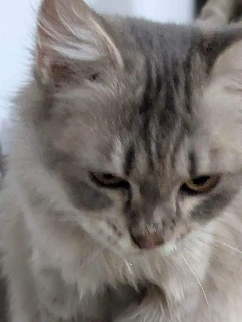 calyco,smoke/grey,brownie — photo 5