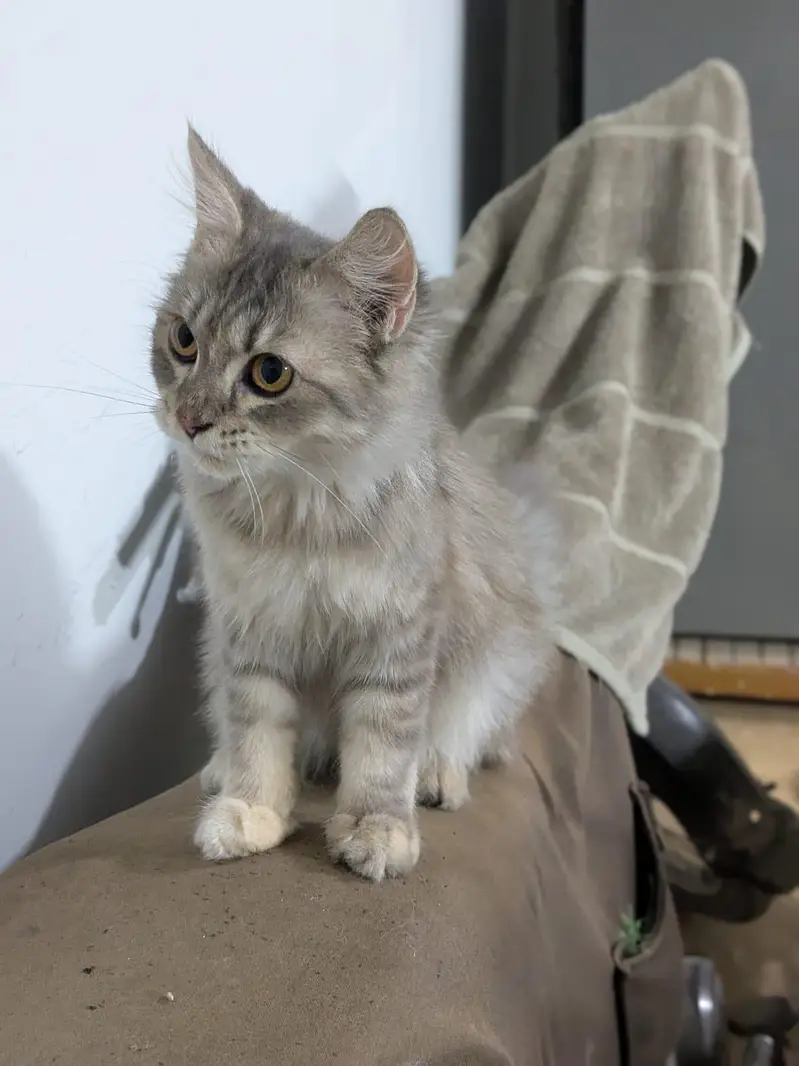 calyco,smoke/grey,brownie — photo 6