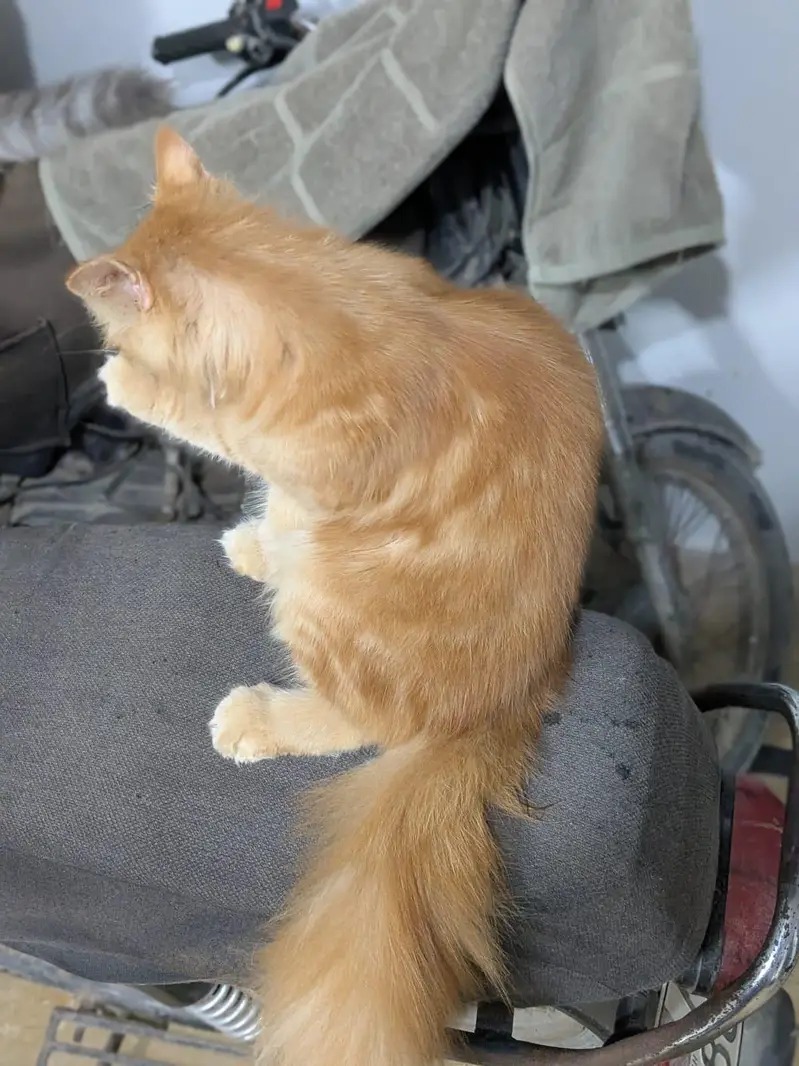 calyco,smoke/grey,brownie — photo 9