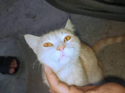 white and brown persian cat male