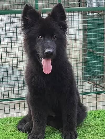 German Shepherd Puppy 03272663269 Whatsapp