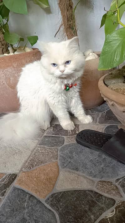 Persian Male Cat