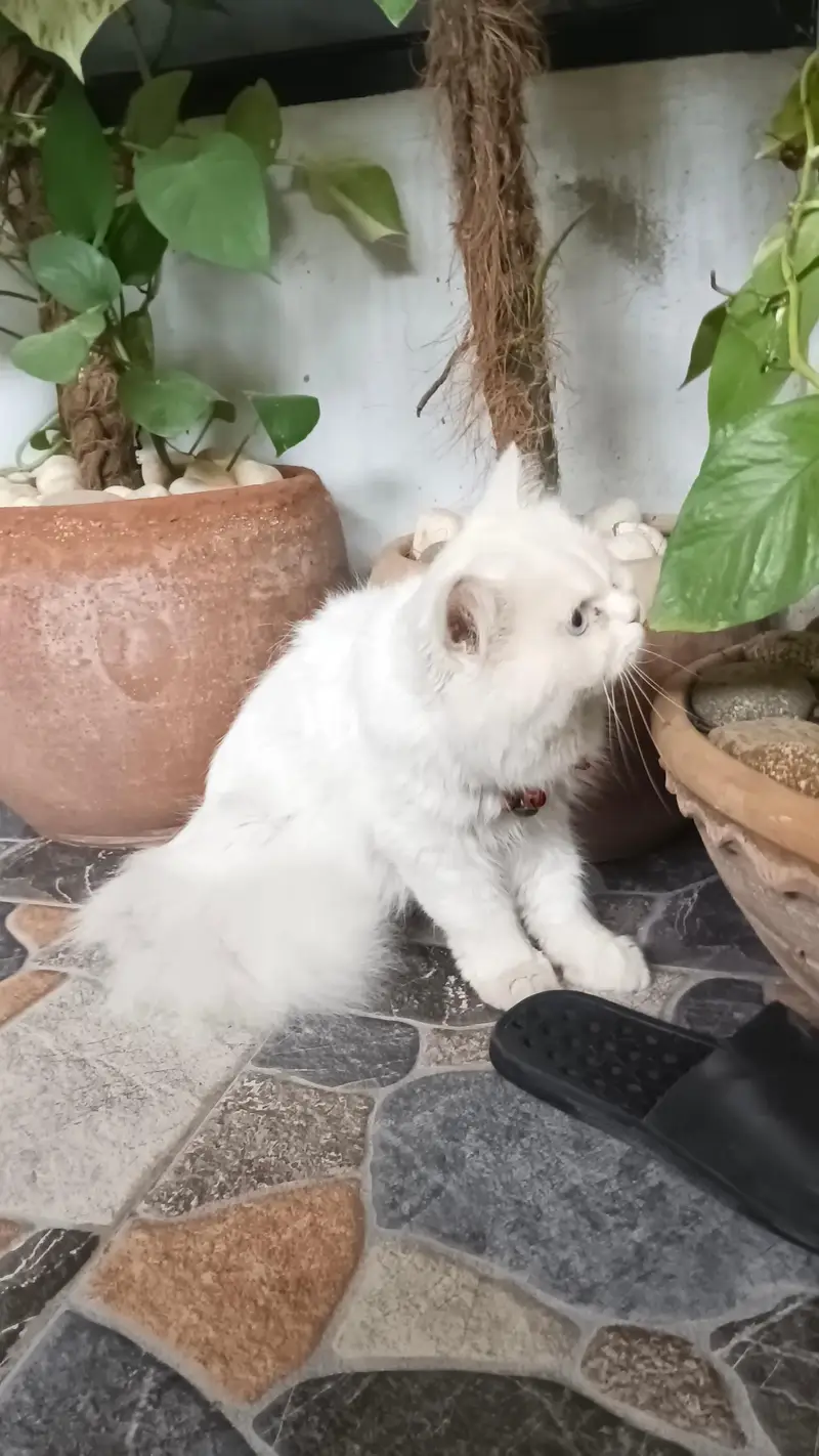 Persian Male Cat — photo 2