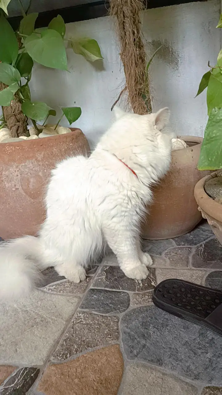 Persian Male Cat — photo 3