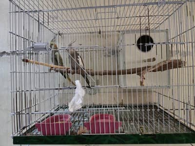 Healthy and Active Cockatiel Pair For Sale