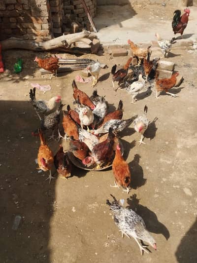 Murghy for sale