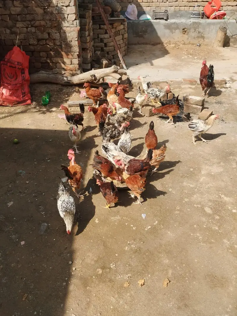 Murghy for sale — photo 3
