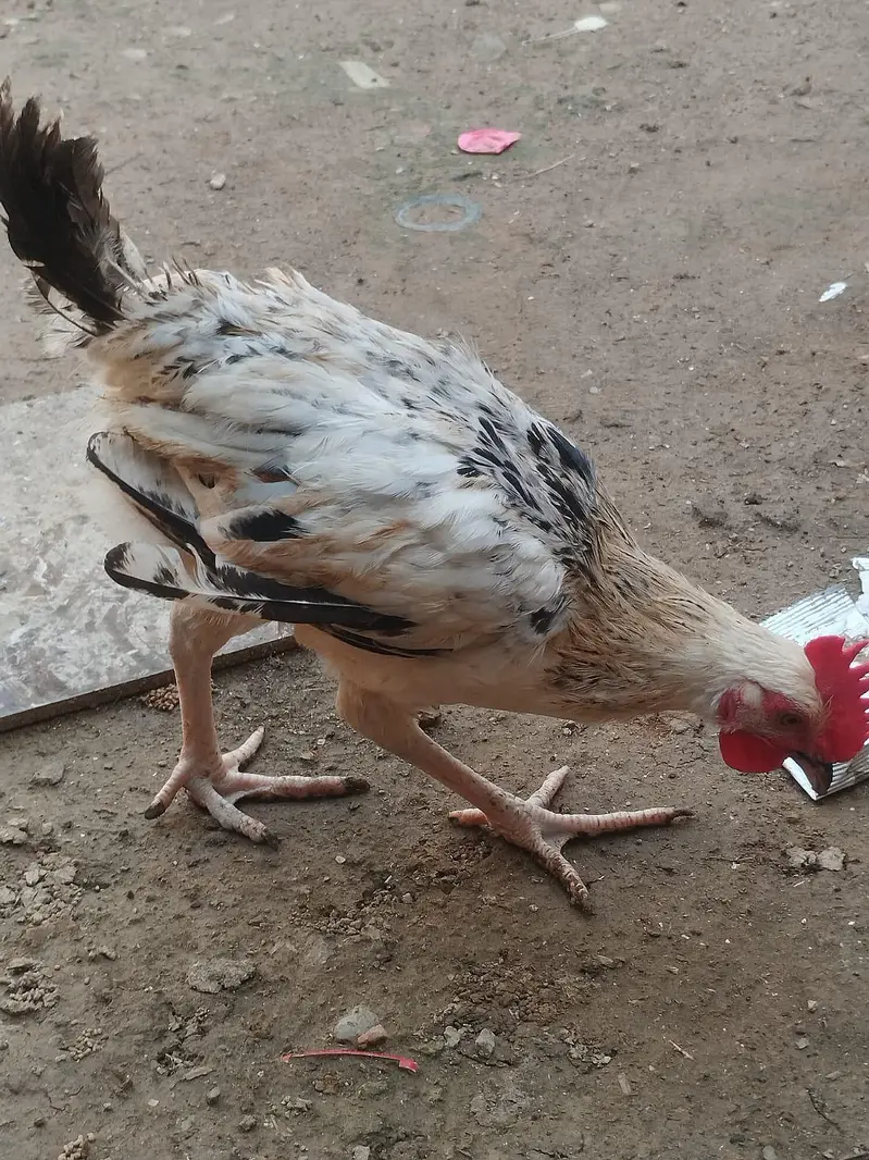 Murghy for sale — photo 7