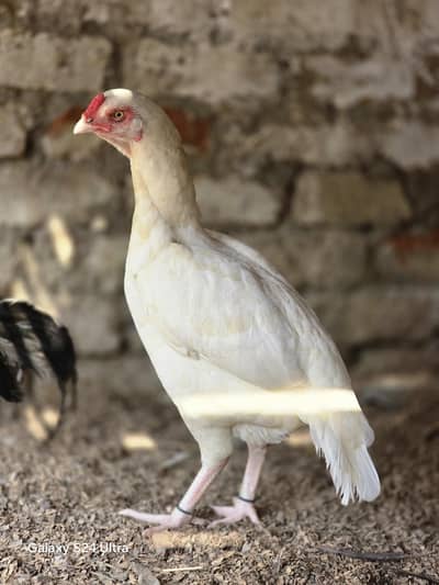 aseel parrot beek cros female