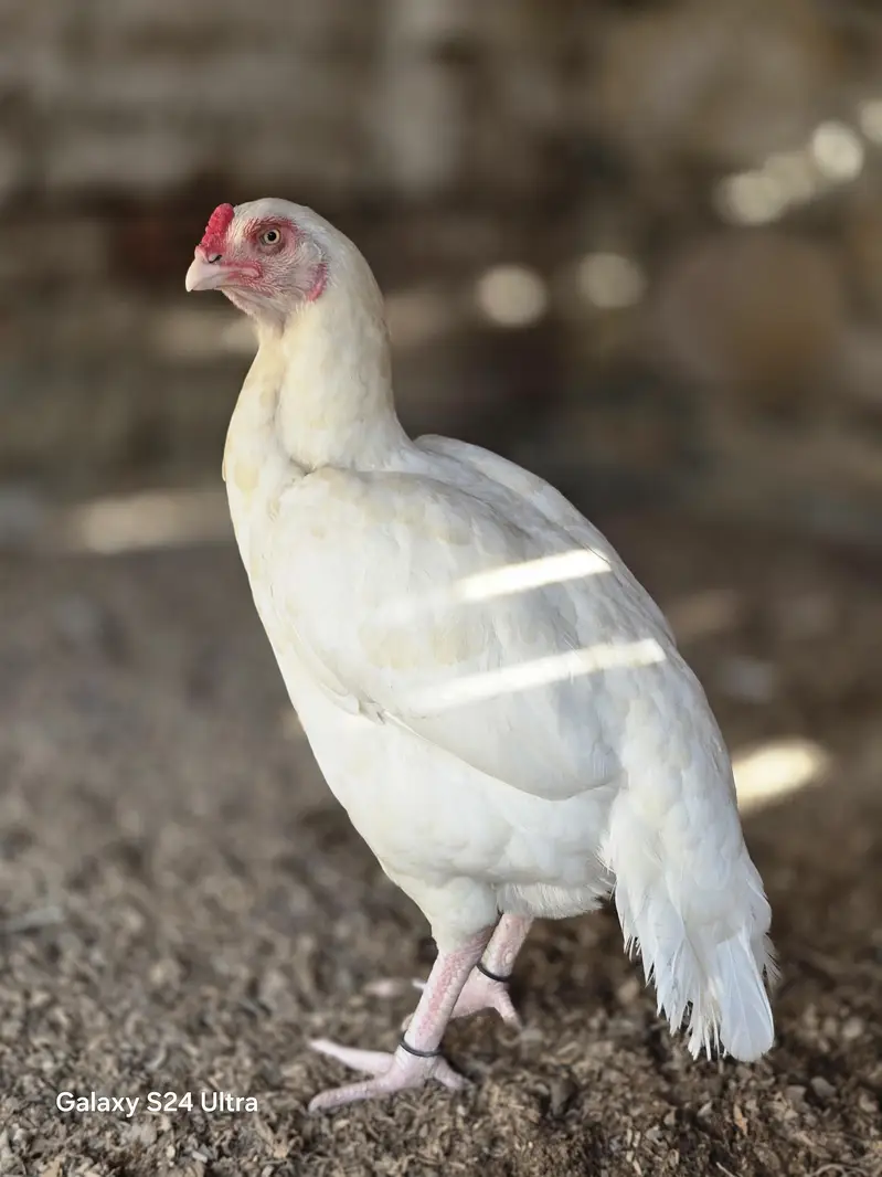 aseel parrot beek cros female — photo 2