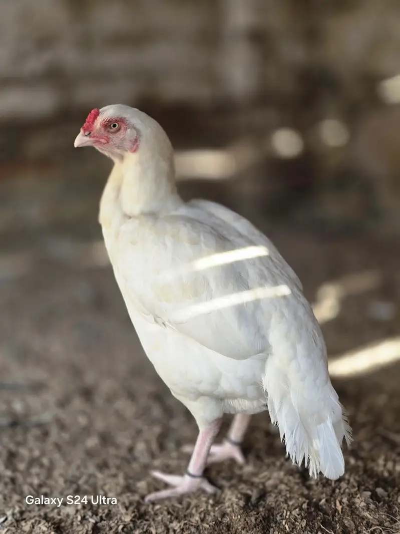 aseel parrot beek cros female — photo 3