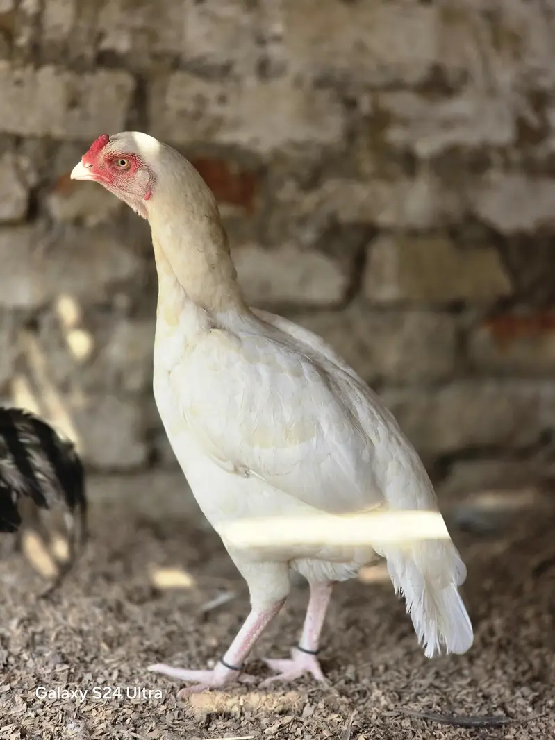 aseel parrot beek cros female — photo 4
