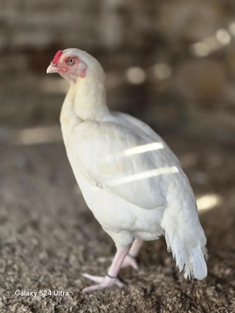 aseel parrot beek cros female — photo 5