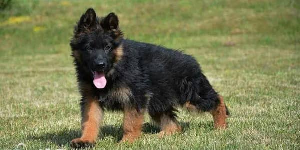 German Shepherd Puppy 03272663269 Whatsapp