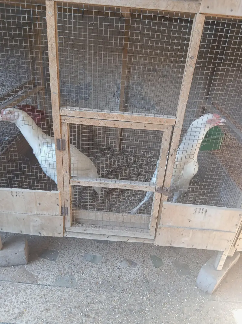 Mian wali nasal ki murghian aur murghey — photo 2