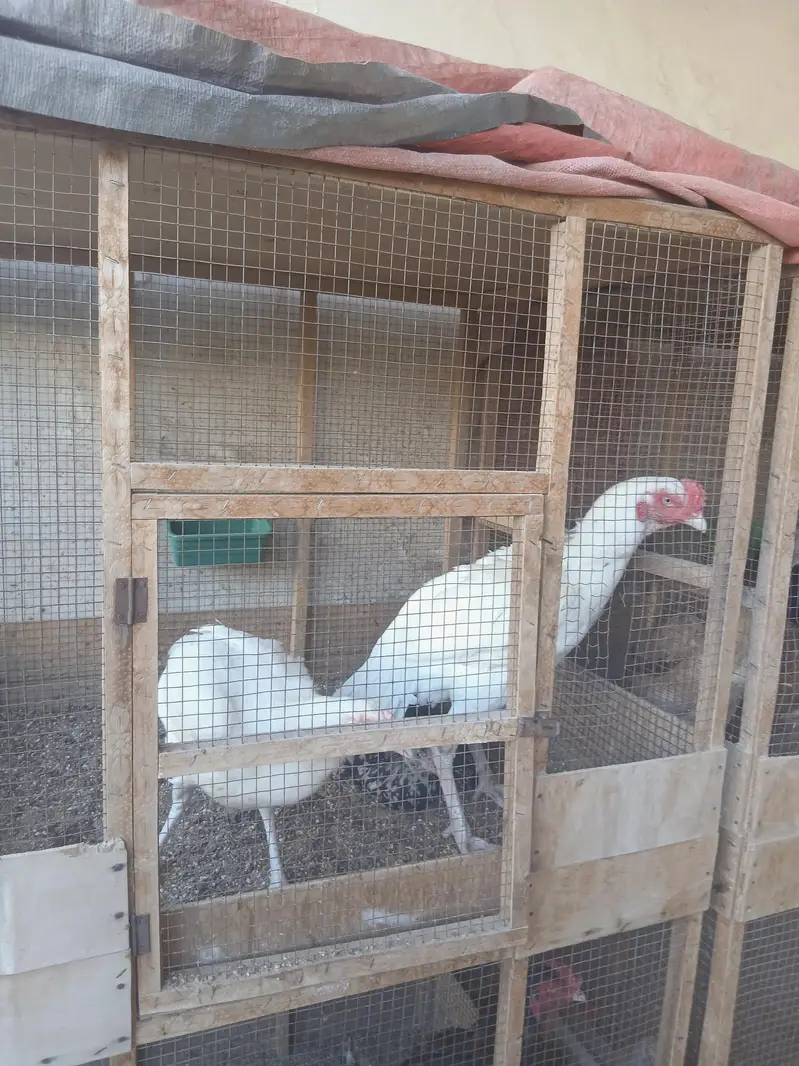 Mian wali nasal ki murghian aur murghey — photo 3